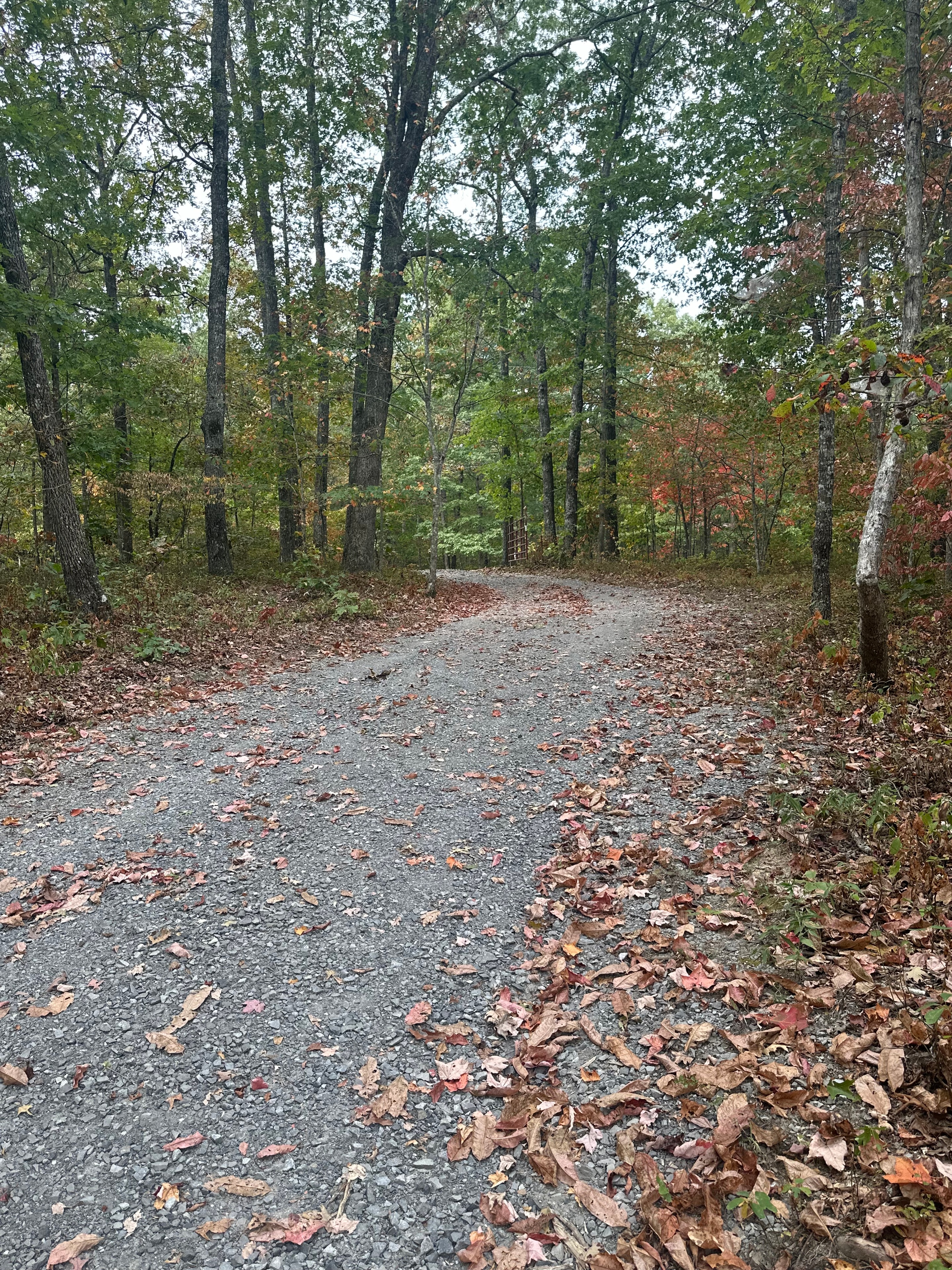 Gravel path through autumn forest with fallen leaves