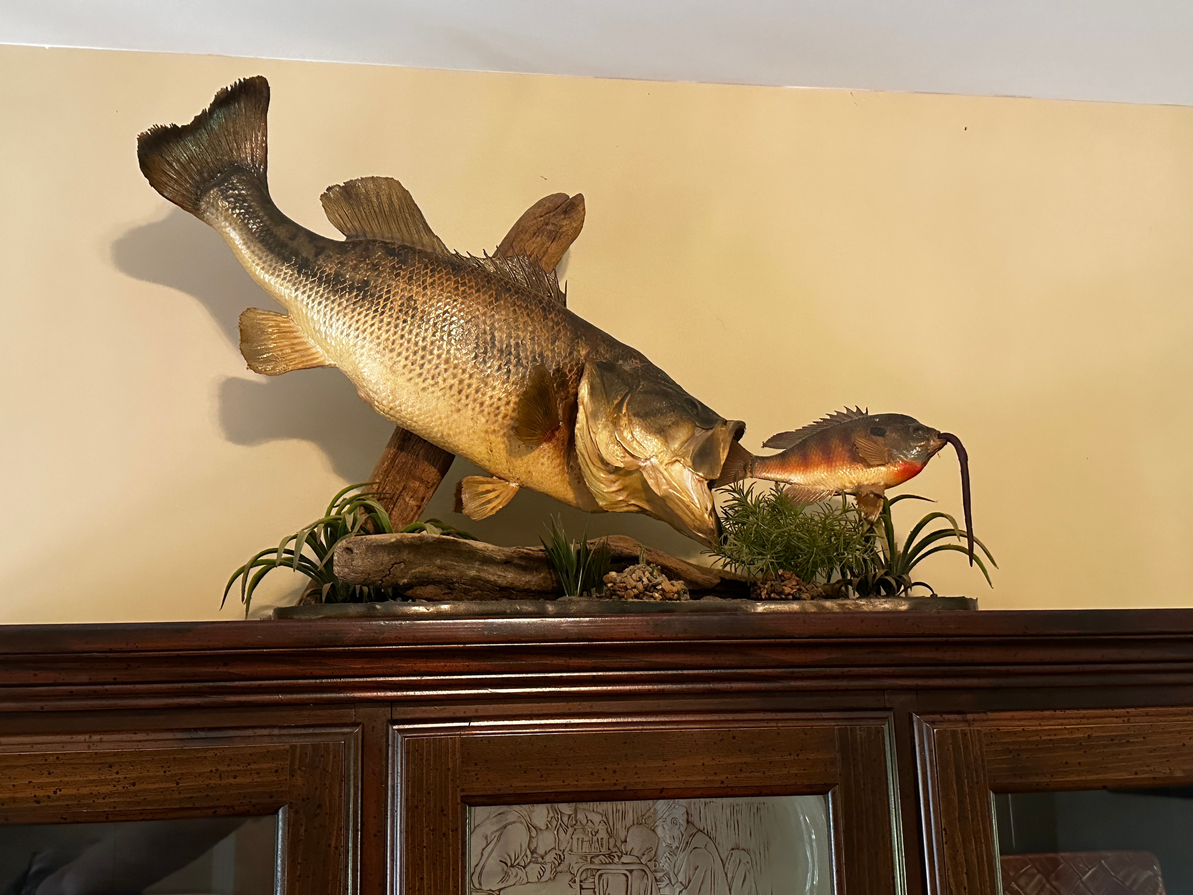 Largemouth bass taxidermy mount on wooden cabinet