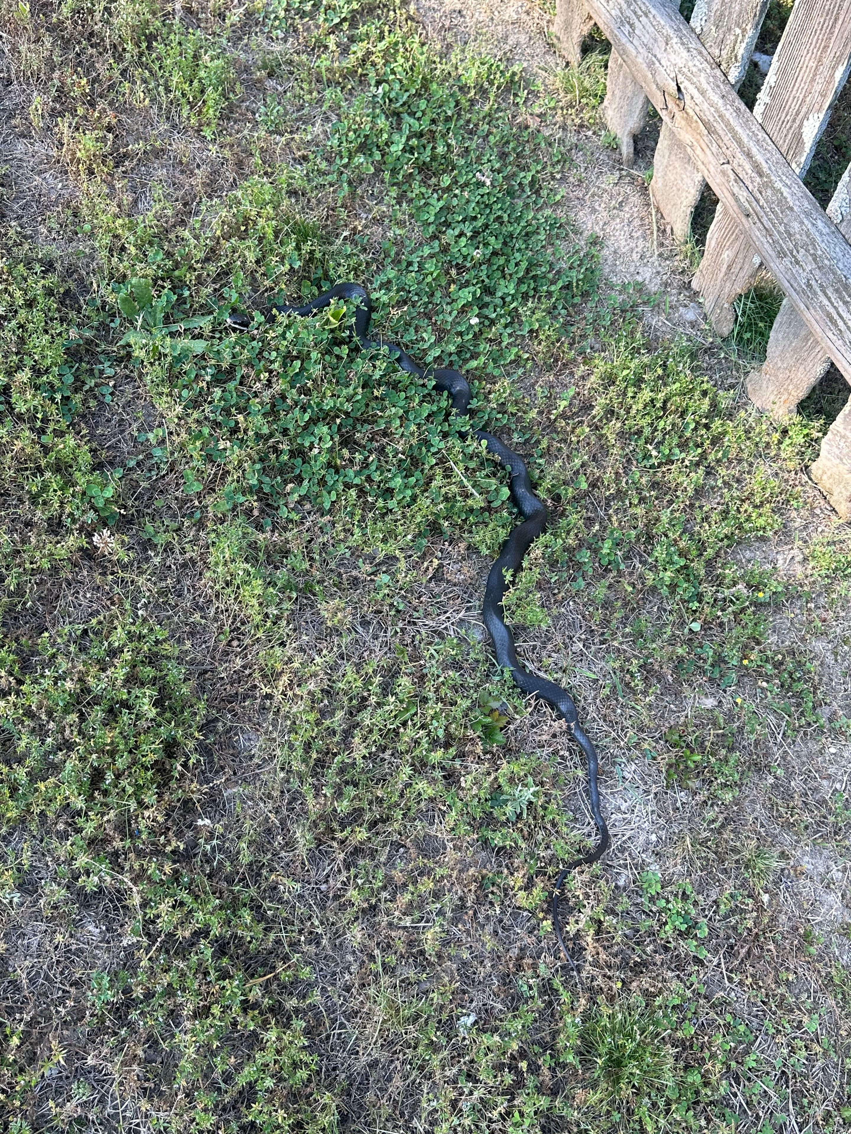 Black snake in green grass near wooden structure