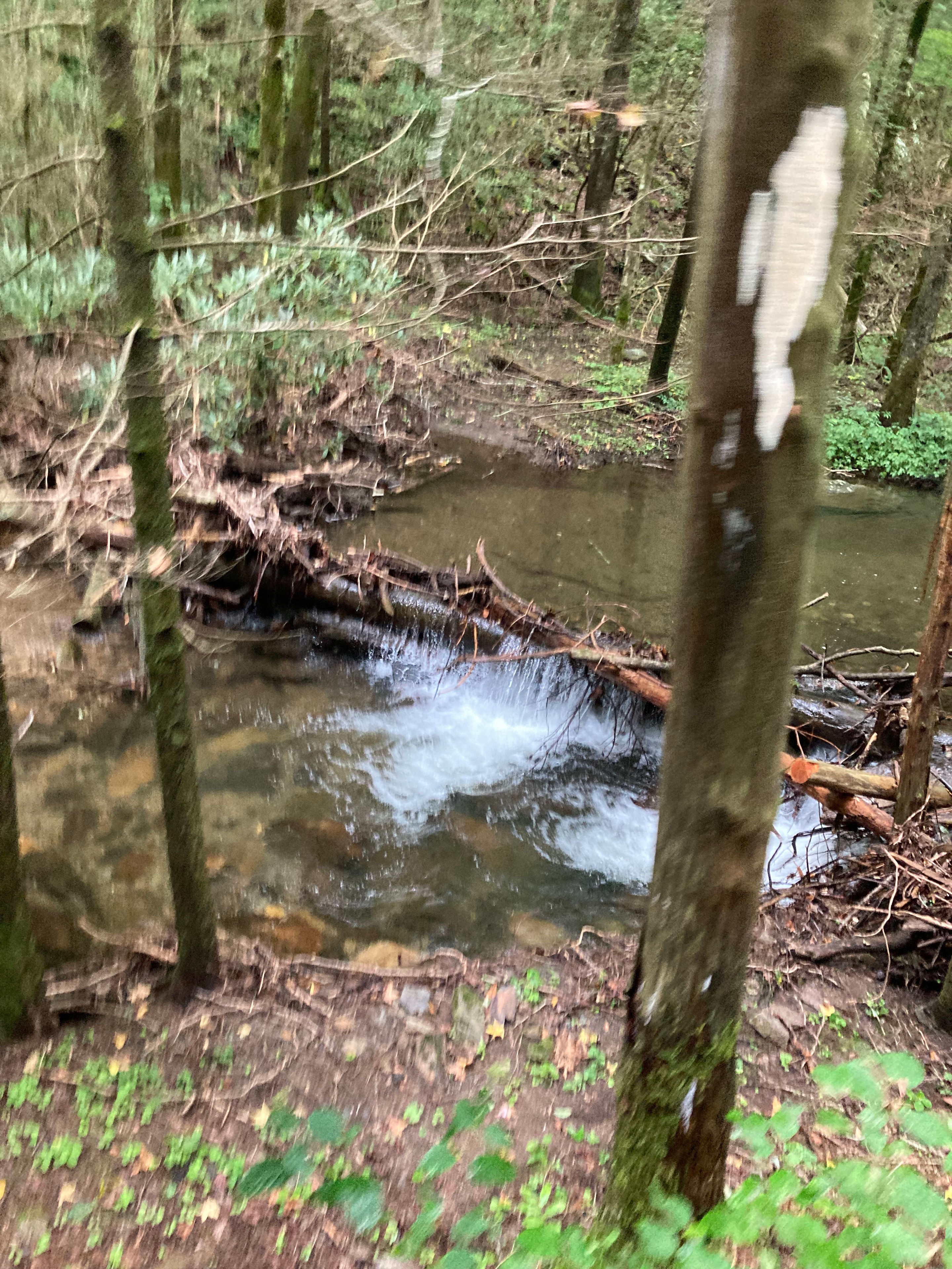 Mossy creek with rocks and green vegetation
