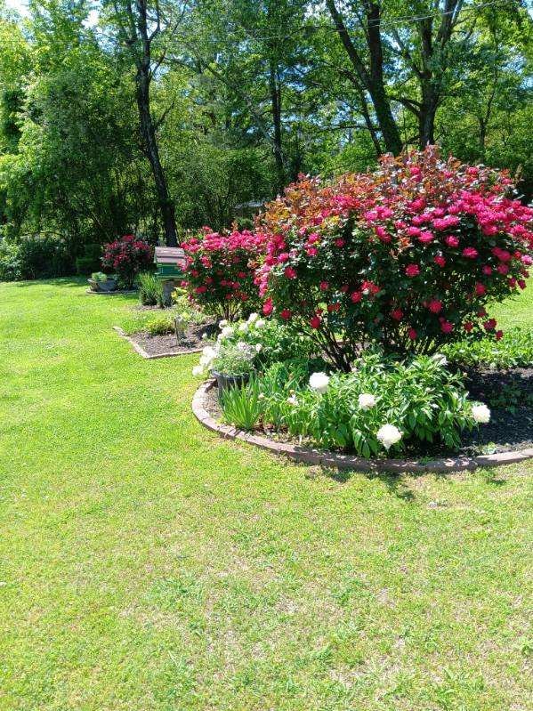 Lush flower garden with pink roses and white blooms on green lawn