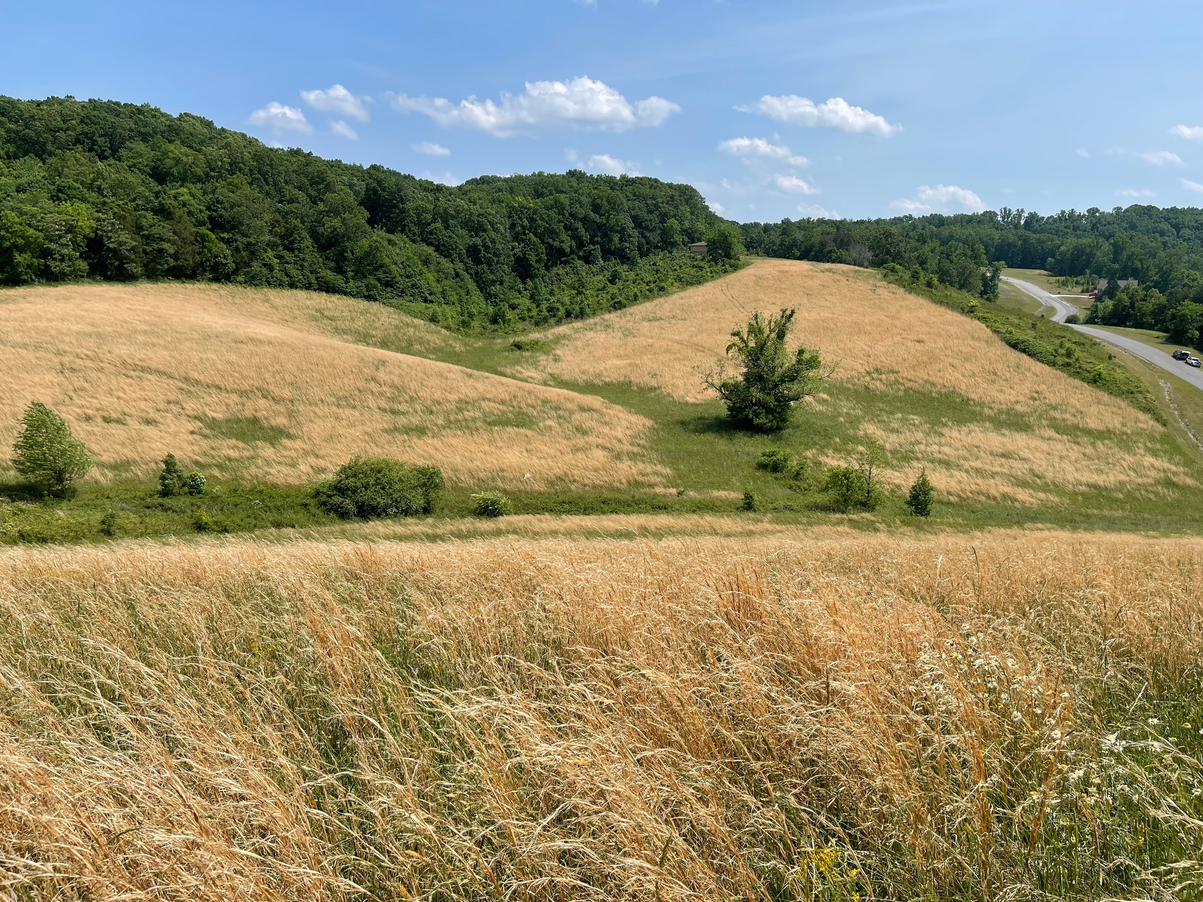 Golden rolling hills with green forest and blue sky