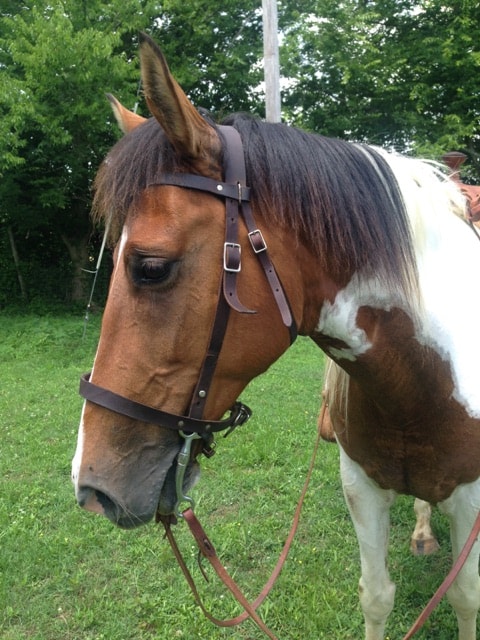 Horse with tack in green pasture