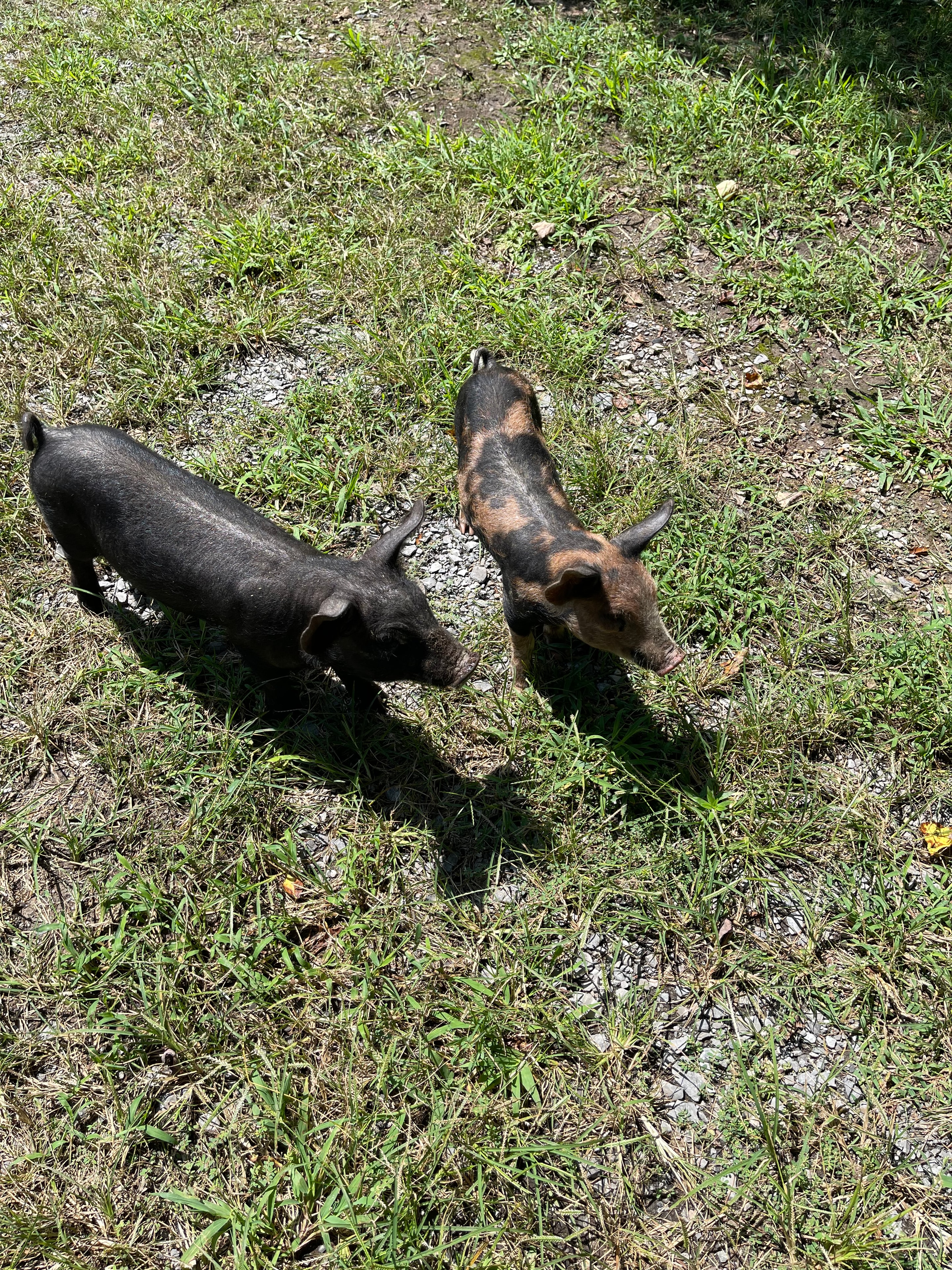 Two piglets on grass and gravel