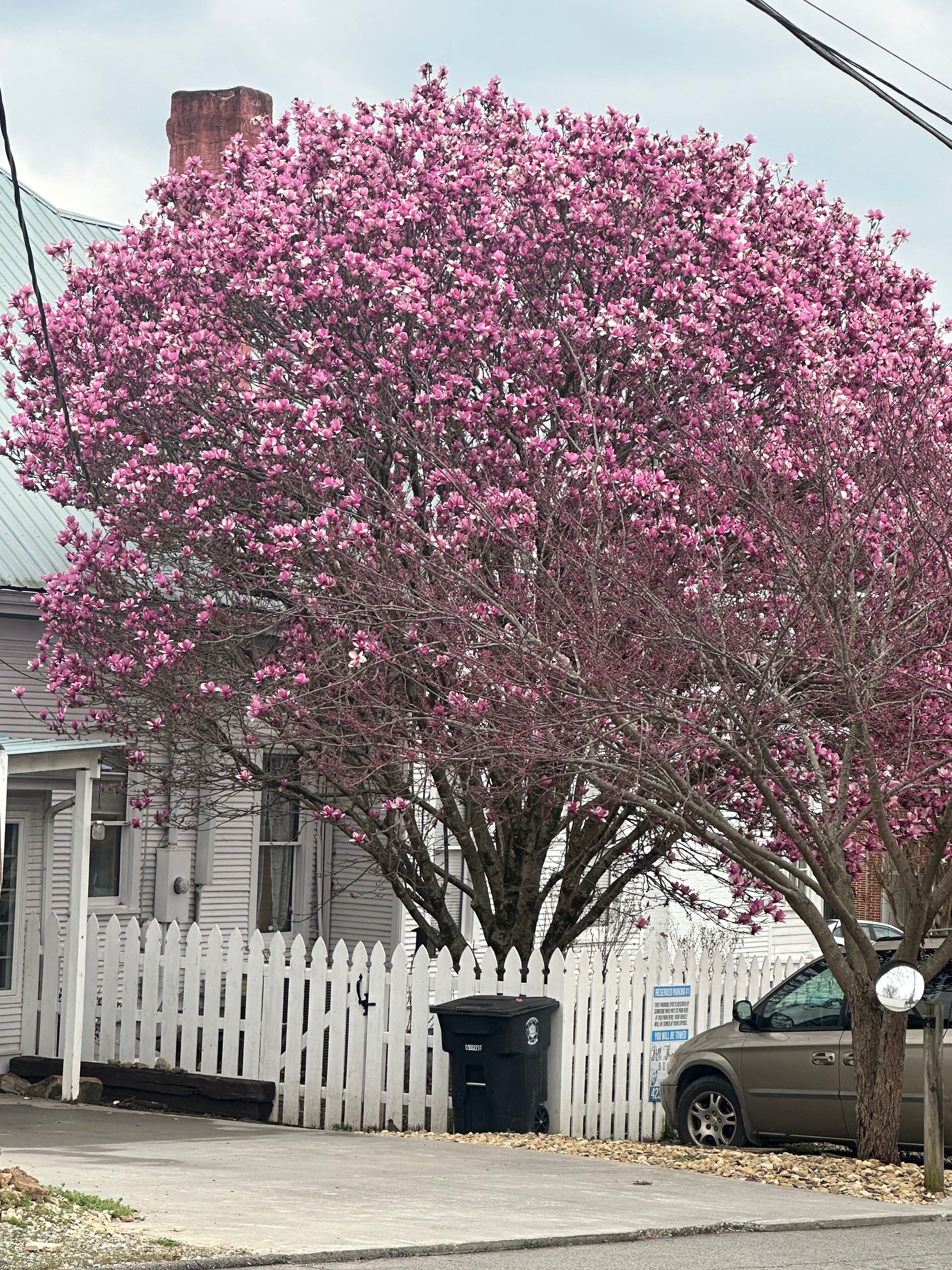 Vibrant pink flowering tree in front of a white house