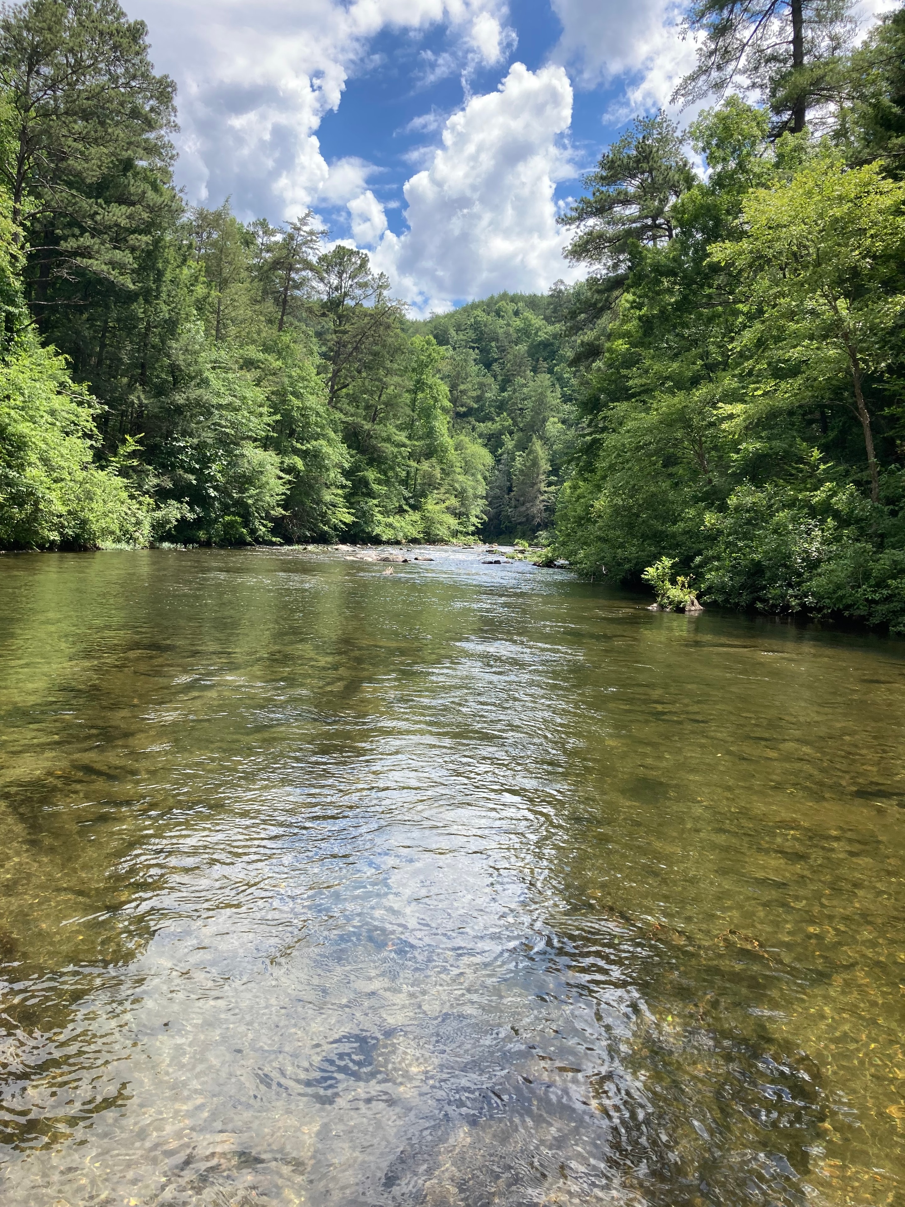 River with lush trees and blue sky