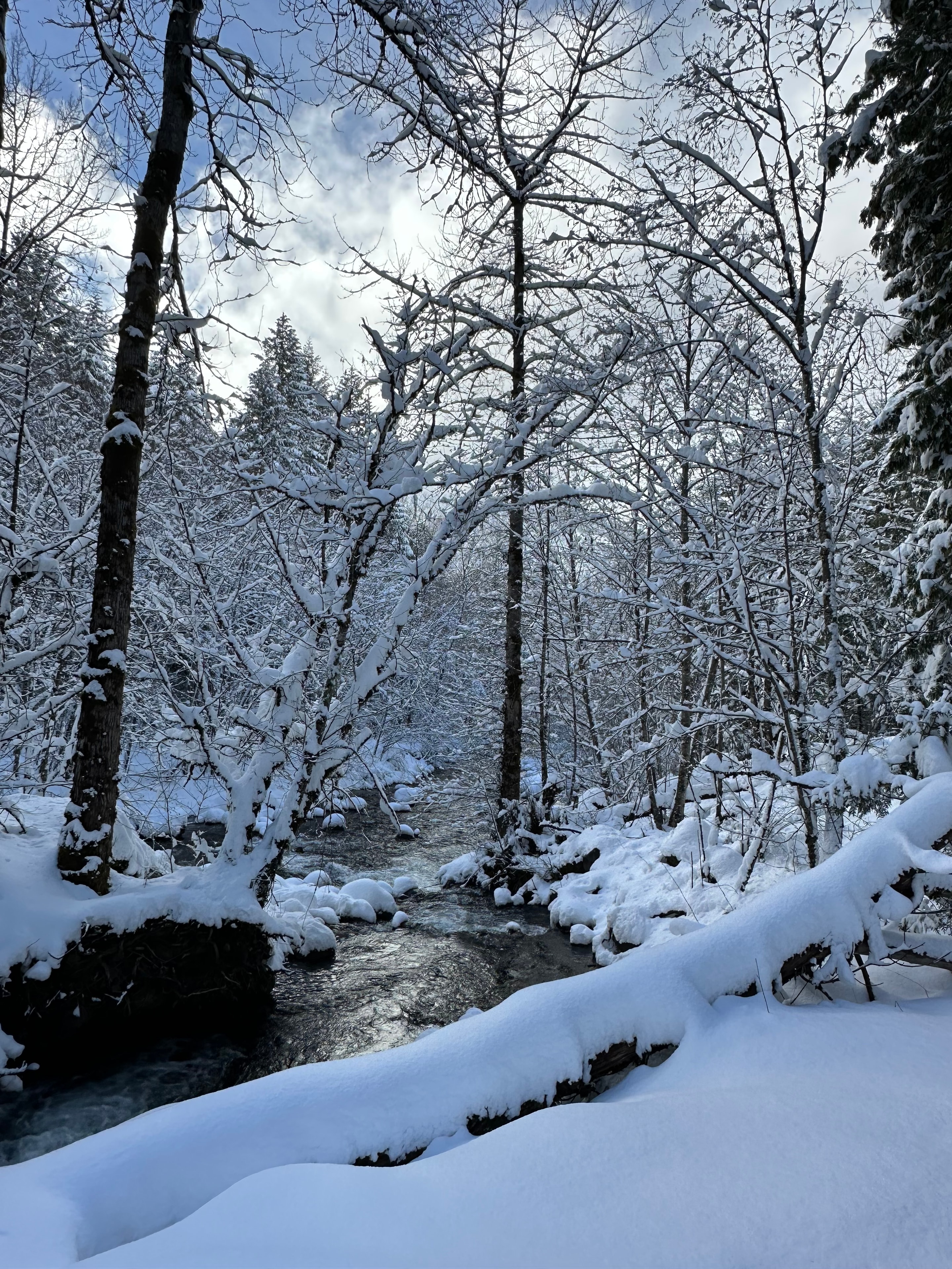 Snow-covered trees along a winter creek