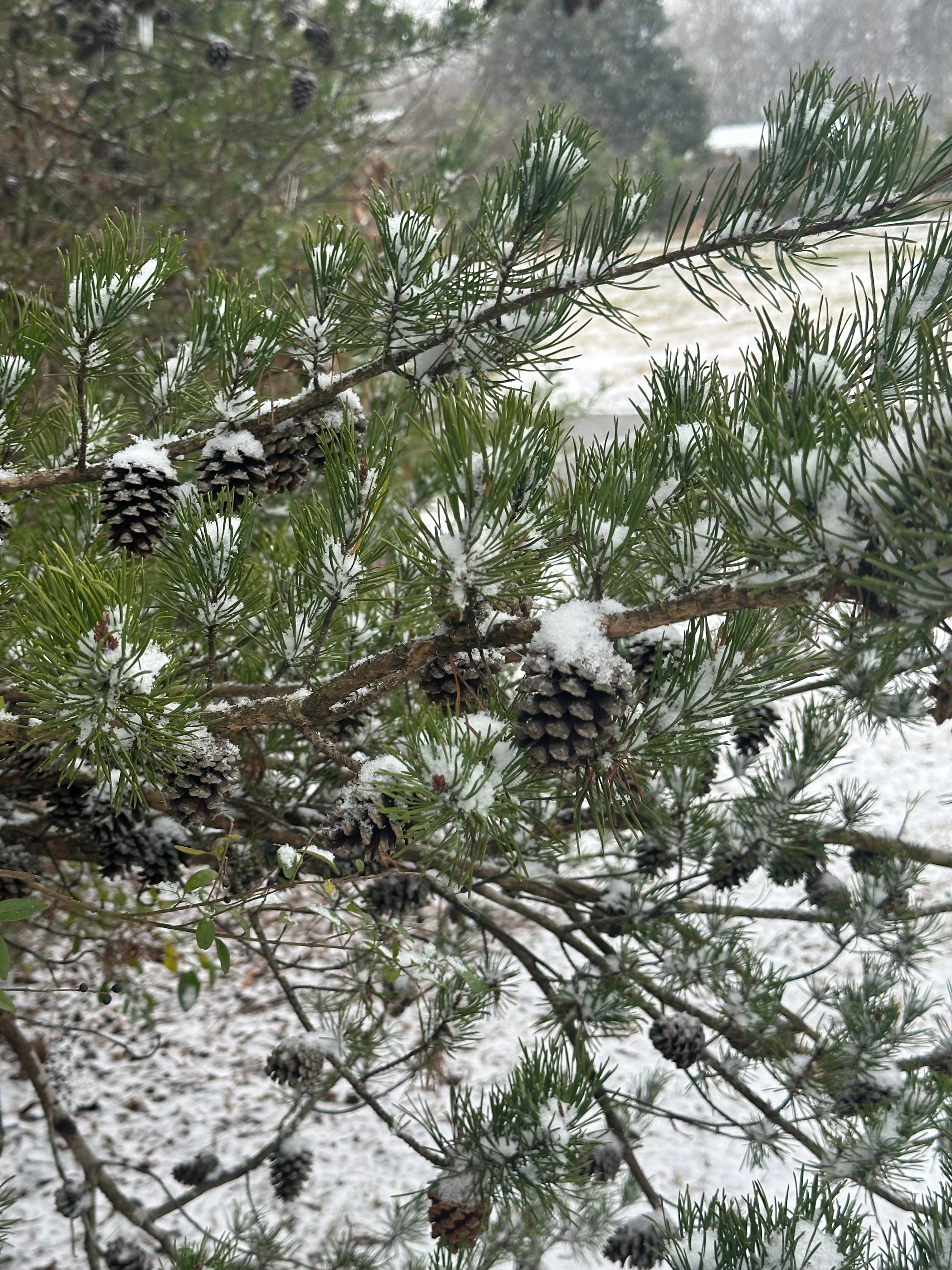 Snow-dusted pine branches with pinecones