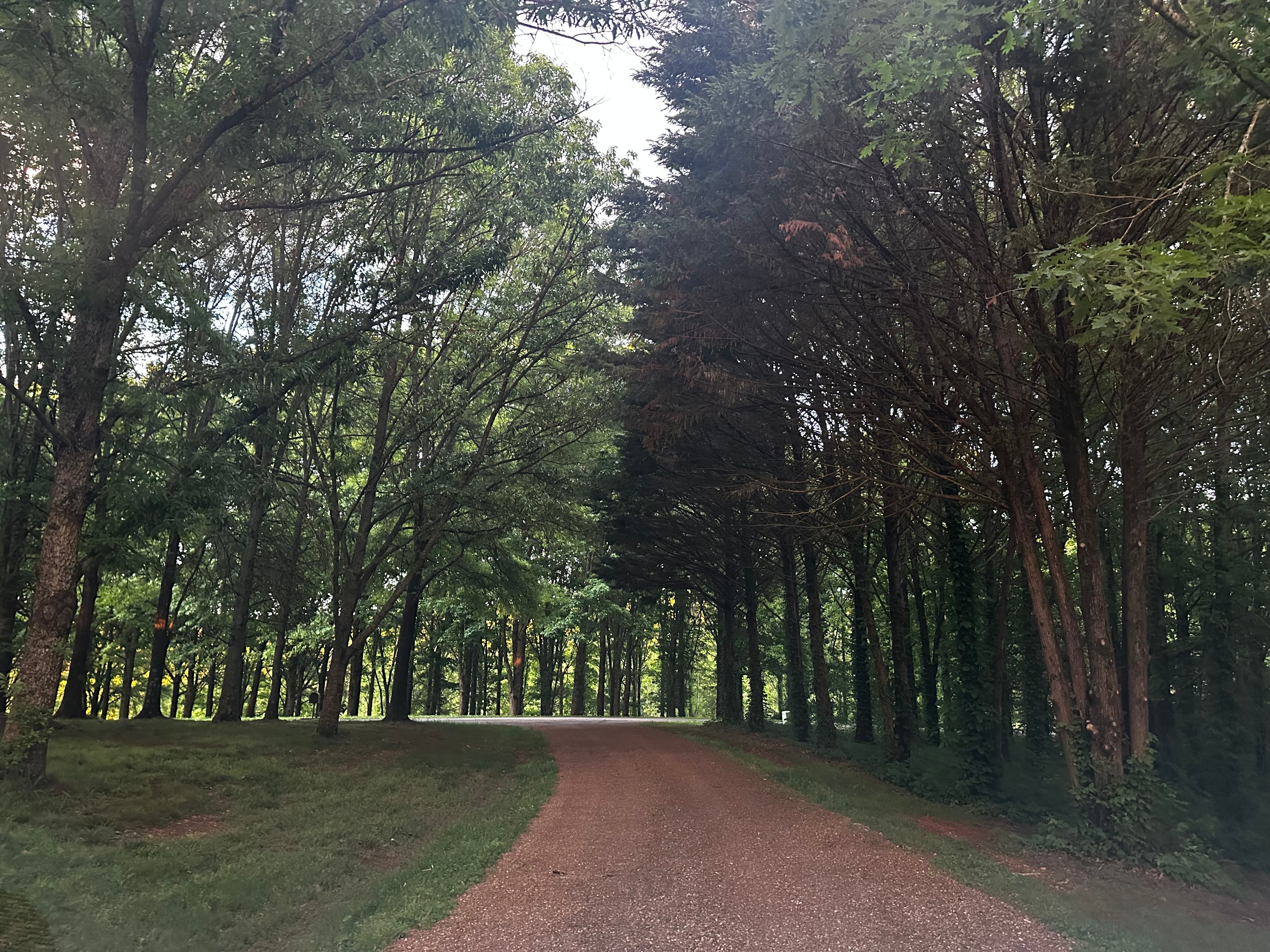 Tree-lined gravel drive with lush green canopy