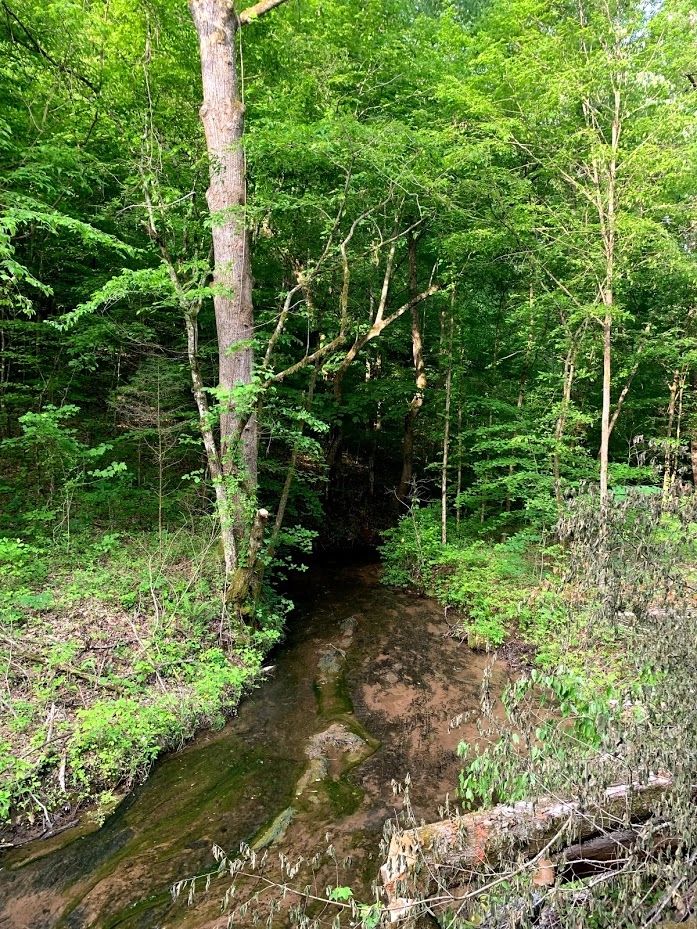 Out and about in Tennessee or Georgia