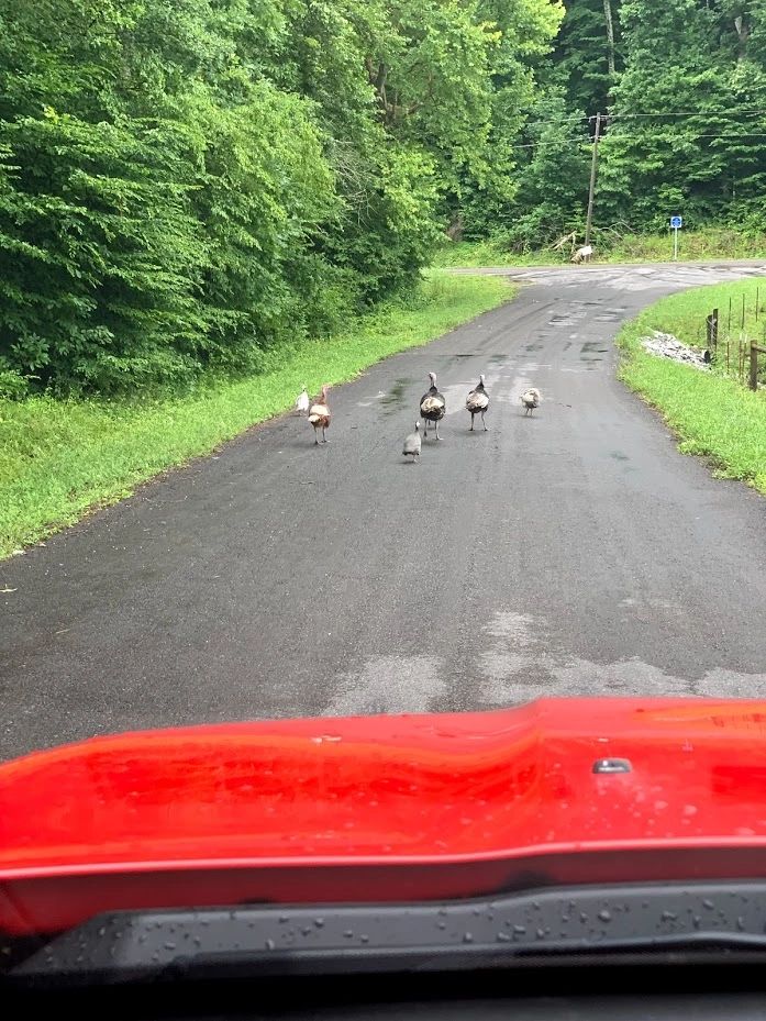 Out and about in Tennessee